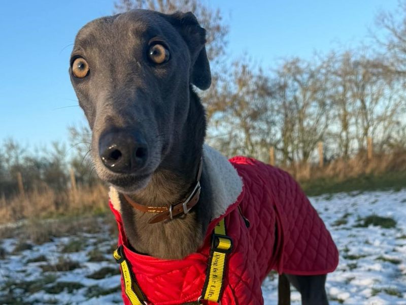 Greyhound for adoption in Telford, Shropshire – 2 years old - Image 2 of 2