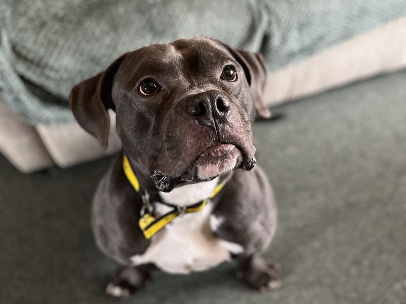 Buster, a 4 years old male Crossbreed available for adoption from Dogs Trust in Cumbria