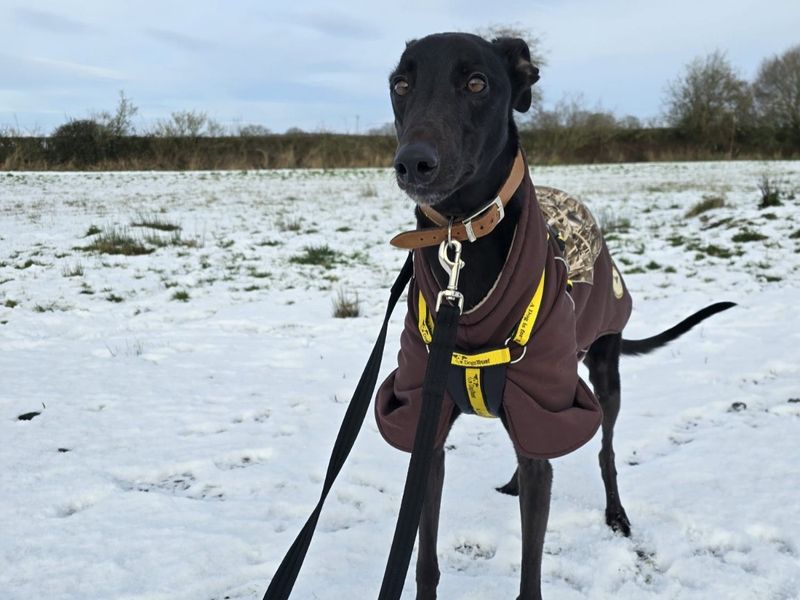 Toddy | Greyhound | Shrewsbury (Shropshire) - 1