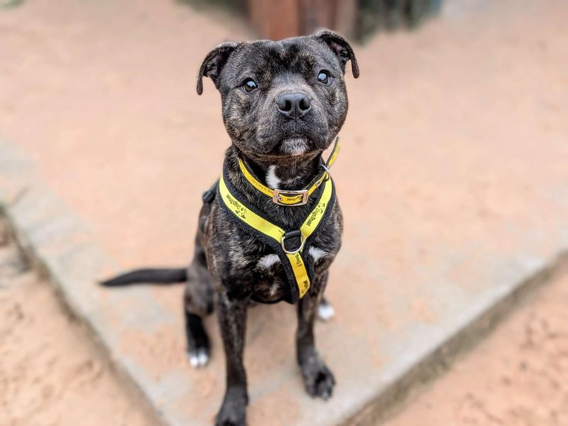 Vinnie, a 2 years old male Unknown available for adoption from Dogs Trust in Splott, Wales
