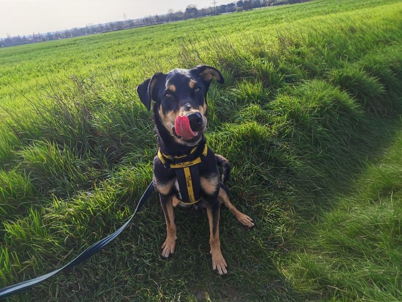 undefined | Dobermann Cross | undefined - 4