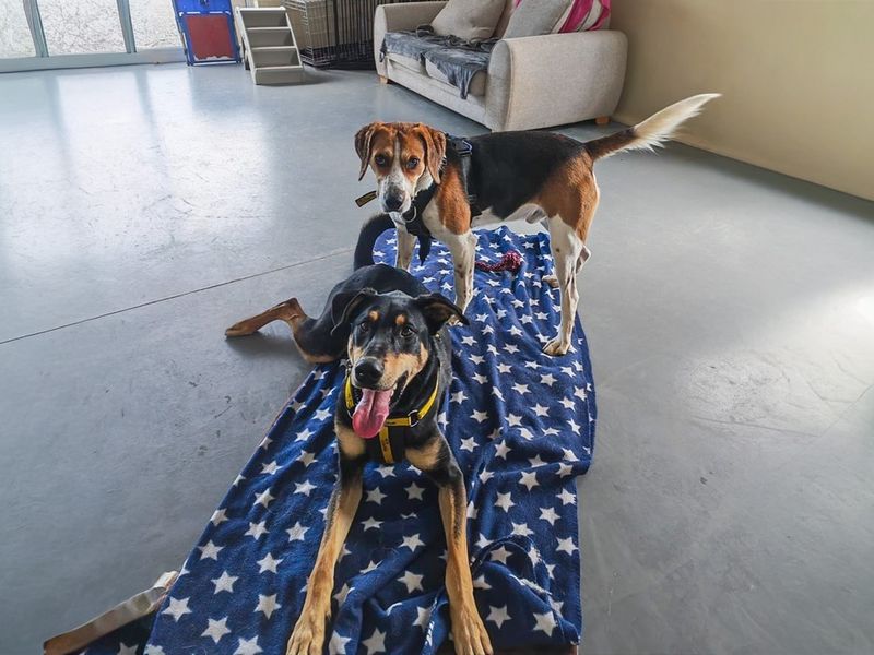 undefined | Dobermann Cross | undefined - 8
