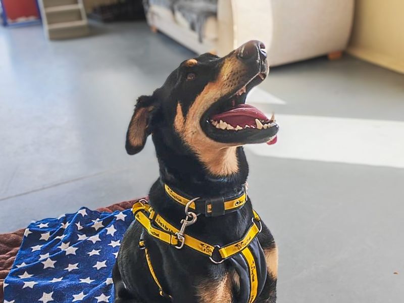 Ajax | Dobermann Cross | Basildon (Essex) - 1