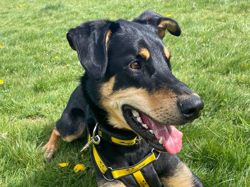 undefined | Dobermann Cross | undefined - 6