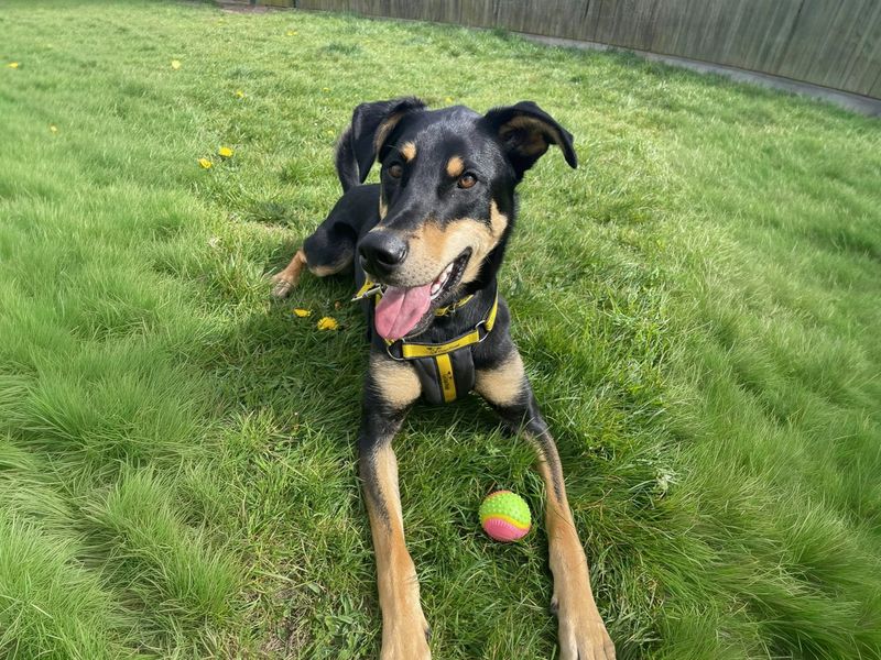 undefined | Dobermann Cross | undefined - 10