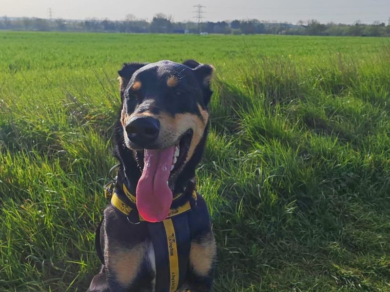 undefined | Dobermann Cross | undefined - 7