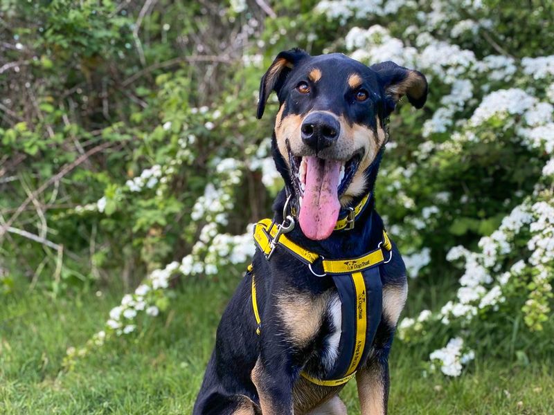 Ajax | Dobermann Cross | Basildon (Essex) - 1