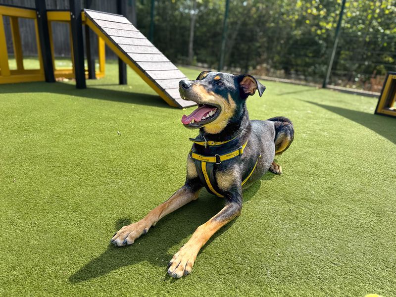 Ajax | Dobermann Cross | Basildon (Essex) - 7