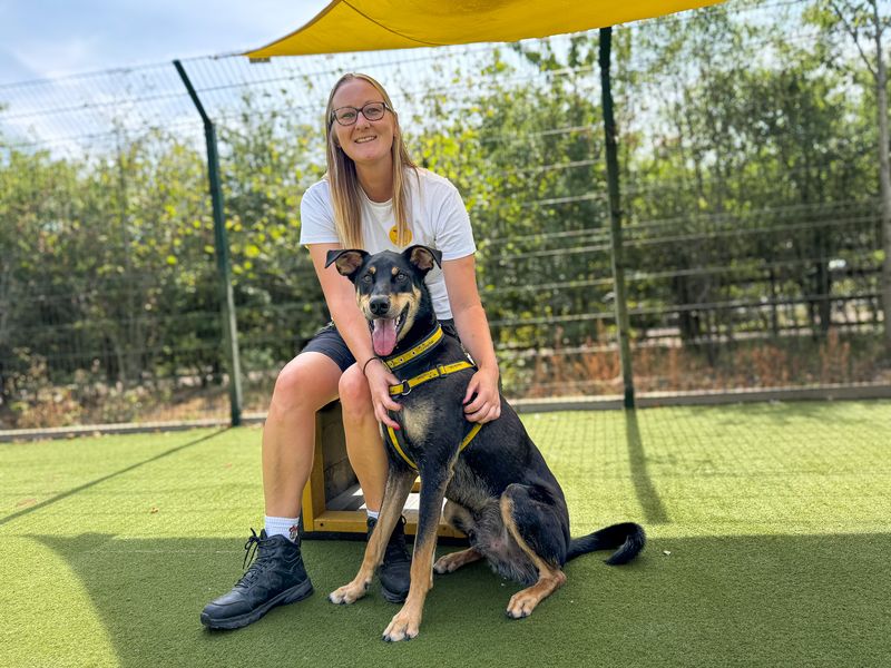 Ajax | Dobermann Cross | Basildon (Essex) - 21