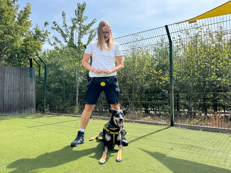 Ajax | Dobermann Cross | Basildon (Essex) - 8