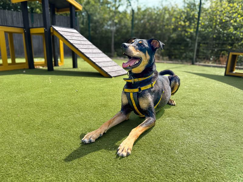Ajax | Dobermann Cross | Basildon (Essex) - 19