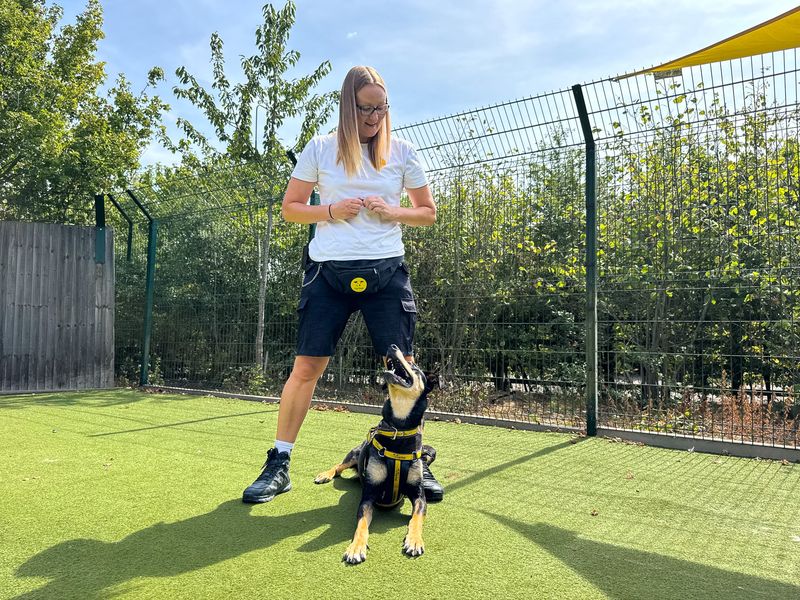 Ajax | Dobermann Cross | Basildon (Essex) - 17
