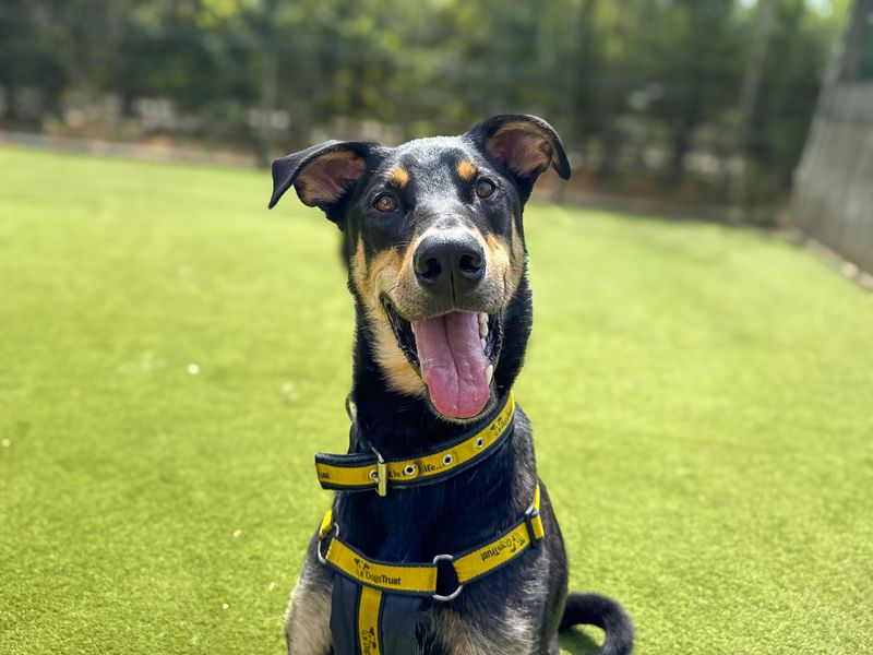 Ajax | Dobermann Cross | Basildon (Essex) - 15