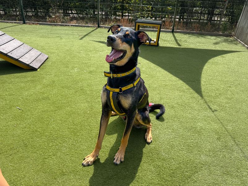 Ajax | Dobermann Cross | Basildon (Essex) - 11