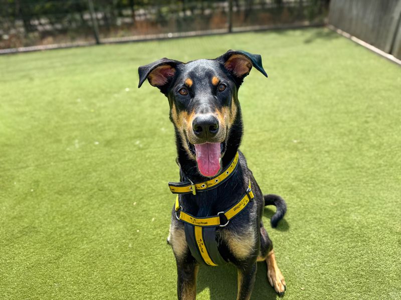Ajax | Dobermann Cross | Basildon (Essex) - 16