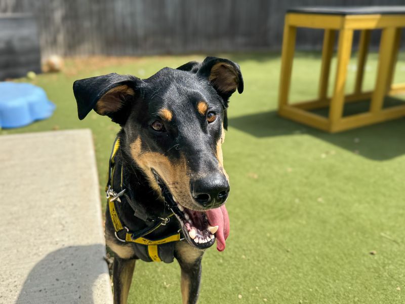 Ajax | Dobermann Cross | Basildon (Essex) - 13