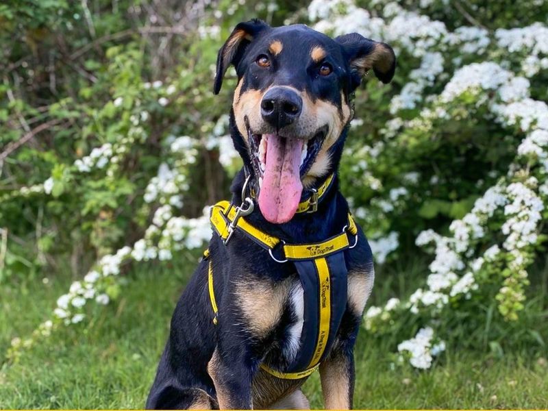 Ajax | Dobermann Cross | Snetterton (Norfolk) - 7