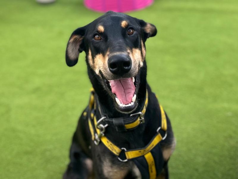 Ajax | Dobermann Cross | Snetterton (Norfolk) - 11