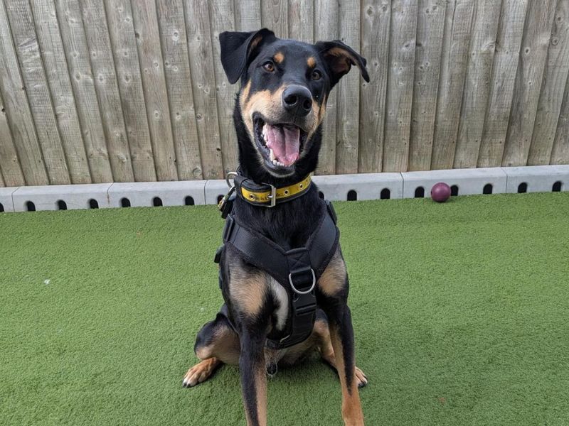 Ajax | Dobermann Cross | Snetterton (Norfolk) - 12