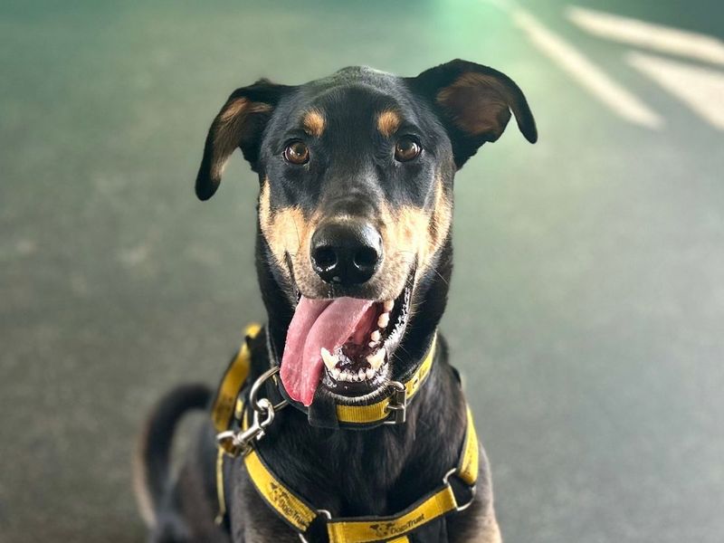 Ajax | Dobermann Cross | Snetterton (Norfolk) - 3