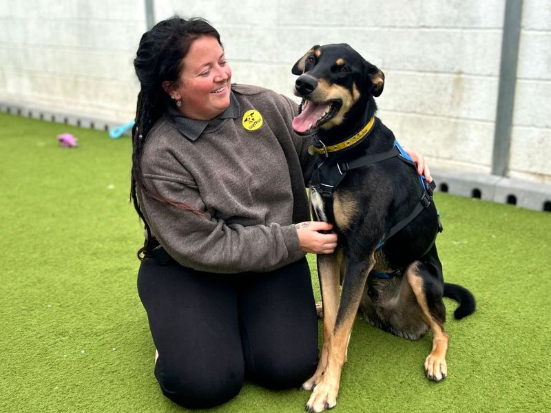 Ajax | Dobermann Cross | Snetterton (Norfolk) - 5