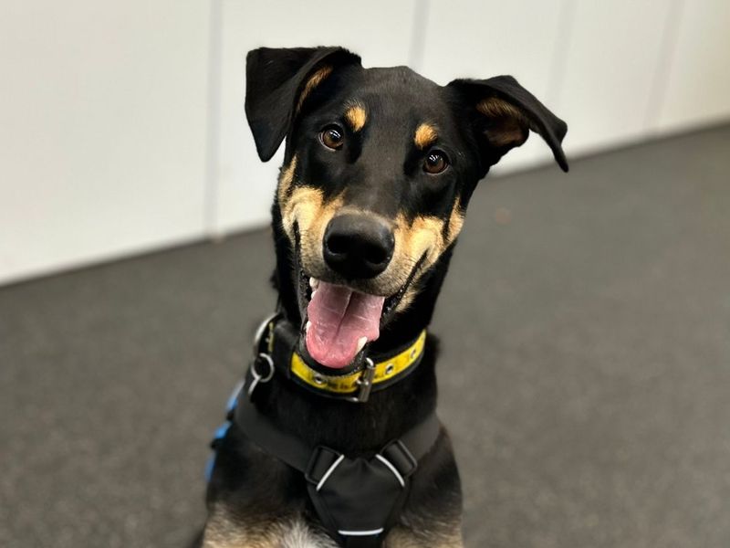 Ajax | Dobermann Cross | Snetterton (Norfolk) - 13