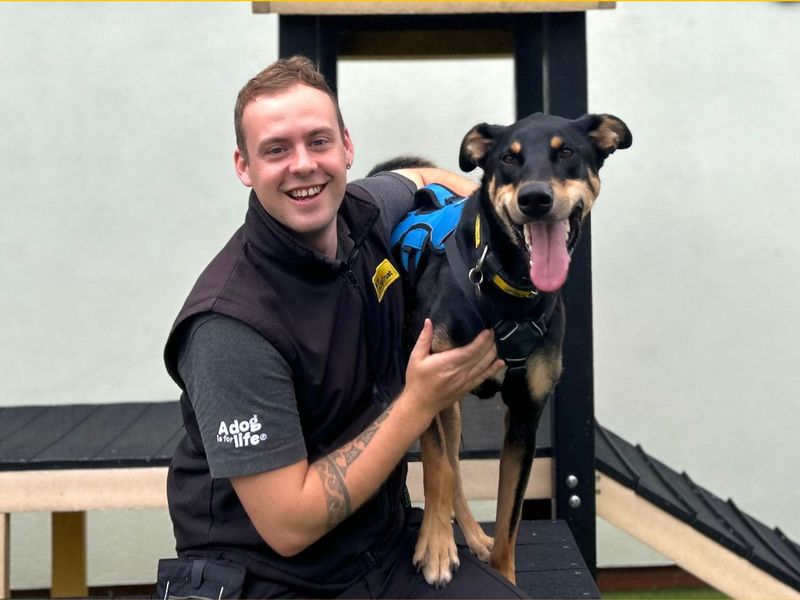 Ajax | Dobermann Cross | Snetterton (Norfolk) - 8