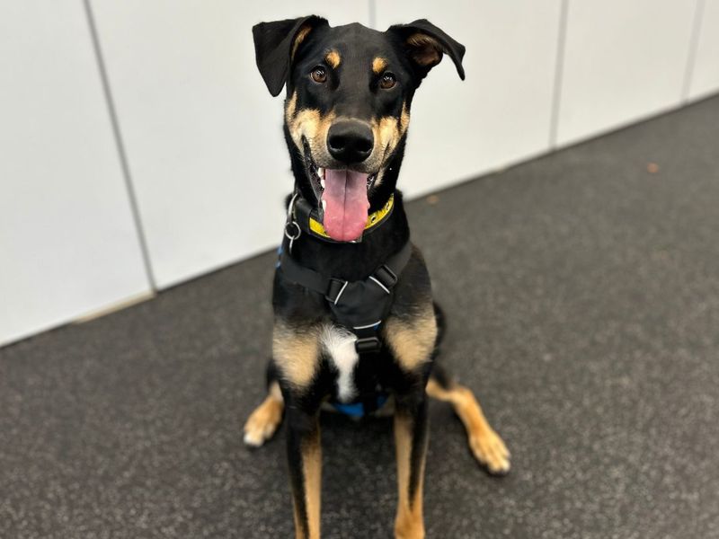 Ajax | Dobermann Cross | Snetterton (Norfolk) - 10