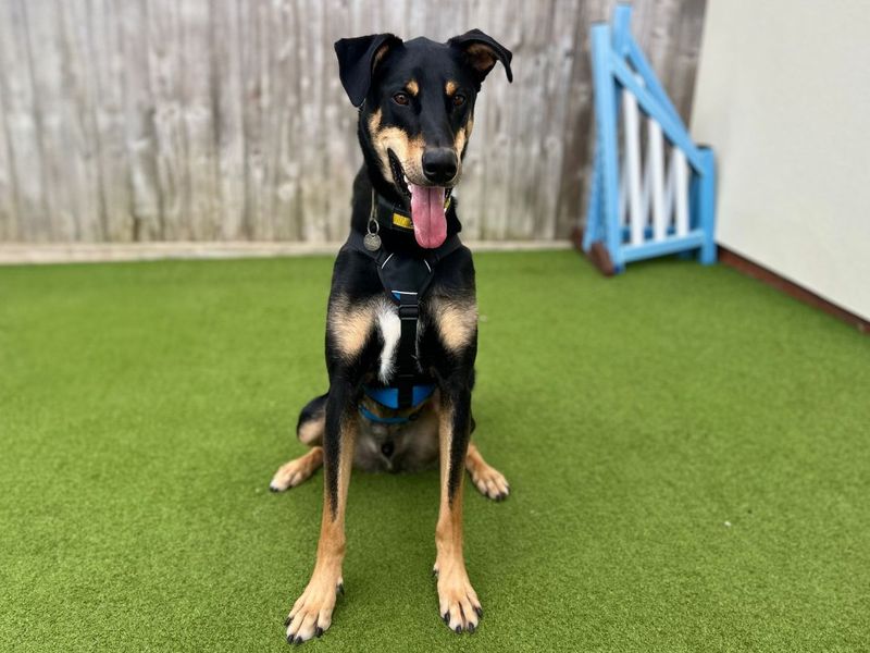 Ajax | Dobermann Cross | Snetterton (Norfolk) - 9