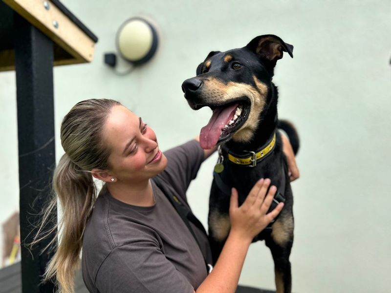 Ajax | Dobermann Cross | Snetterton (Norfolk) - 1