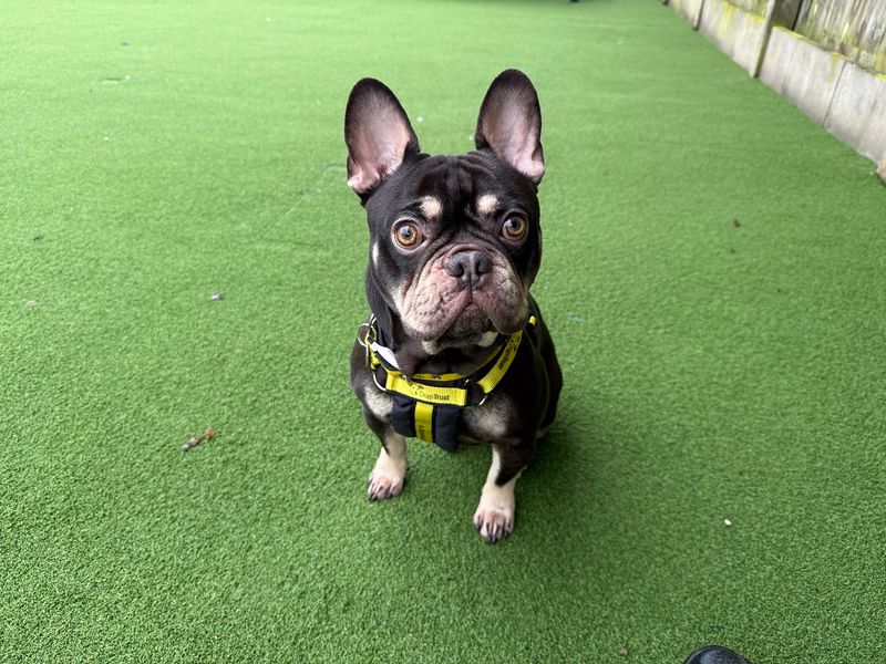 French Bulldog Dogs And Puppies For Adoption