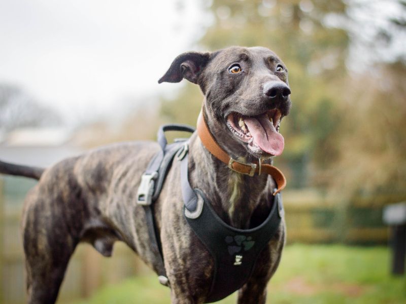 undefined | Lurcher | undefined - 4