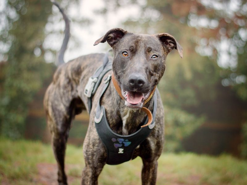 Zack, a 4 years old male Lurcher available for adoption from Dogs Trust in Kenilworth, Warwickshire