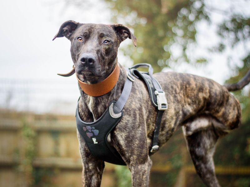 undefined | Lurcher | undefined - 2