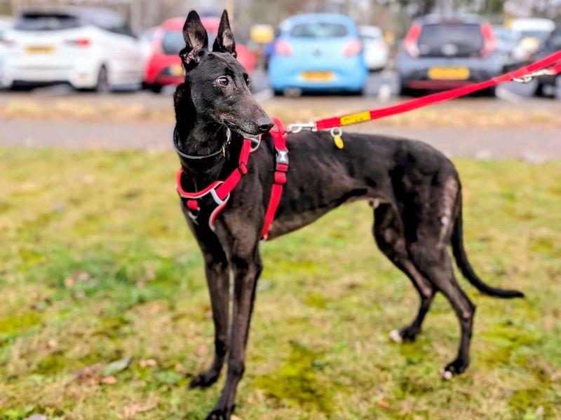 Greyhound for adoption in Cardiff – 4 years old - Image 5 of 5