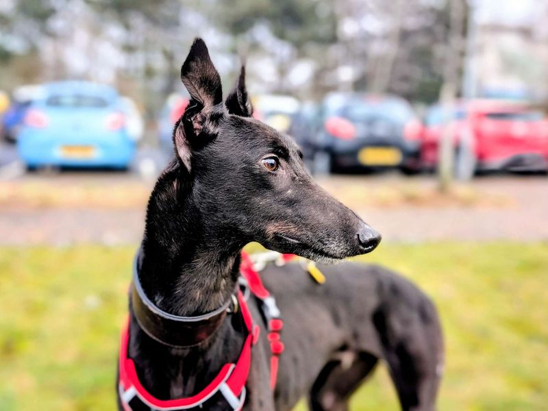 Greyhound for adoption in Cardiff – 4 years old - Image 4 of 5
