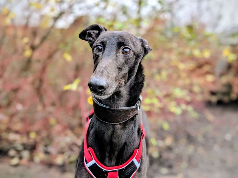 Greyhound for adoption in Cardiff – 4 years old - Image 2 of 5