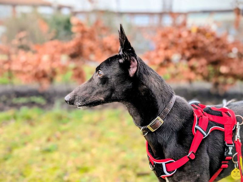 Greyhound for adoption in Cardiff, Glamorgan – 4 years old
