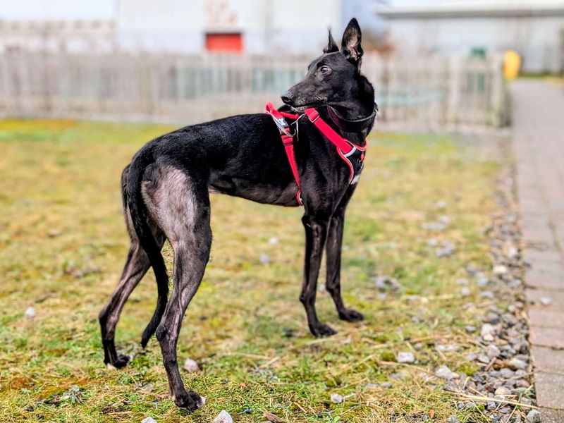 Greyhound for adoption in Cardiff – 4 years old - Image 3 of 5