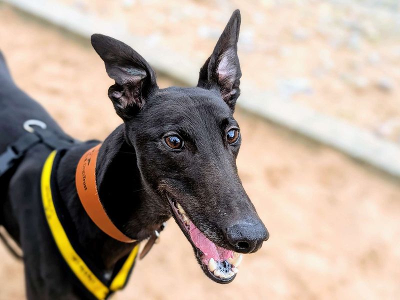 Maelon | Greyhound | Cardiff - 1