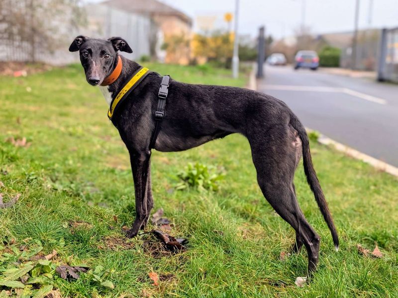 Greyhound for adoption in Cardiff – 2 years old - Image 3 of 5