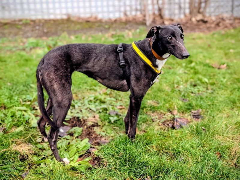 Greyhound for adoption in Cardiff – 2 years old - Image 4 of 5