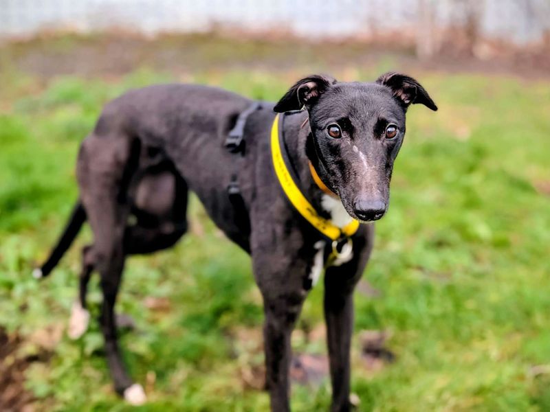 Greyhound for adoption in Cardiff, Glamorgan – 2 years old