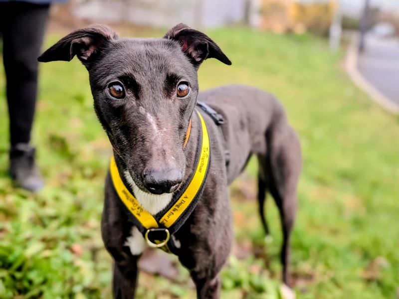 Greyhound for adoption in Cardiff – 2 years old - Image 5 of 5
