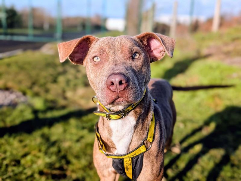 Staffordshire Bull Terrier for adoption in Cardiff / Caerdydd, South Glamorgan – 1 year old - Image 4 of 5