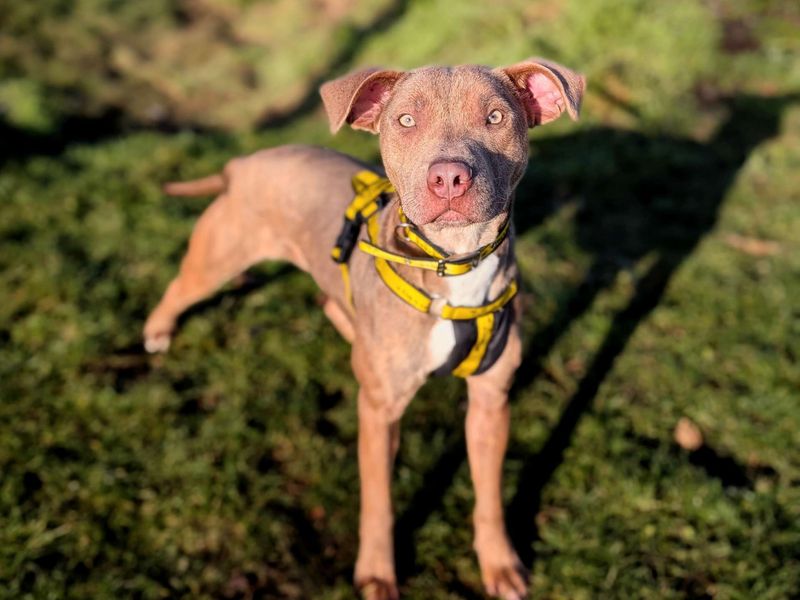 Staffordshire Bull Terrier for adoption in Cardiff / Caerdydd, South Glamorgan – 1 year old - Image 5 of 5