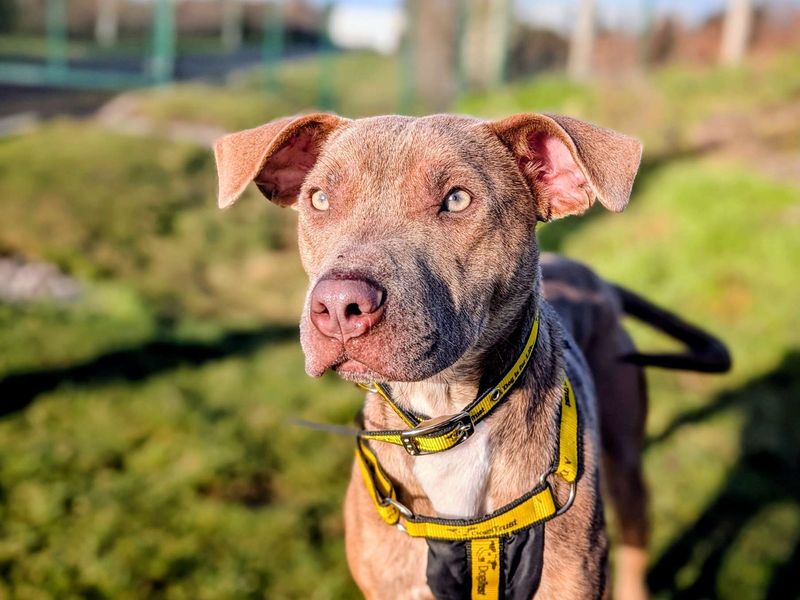 Staffordshire Bull Terrier for adoption in Cardiff / Caerdydd, South Glamorgan – 1 year old - Image 2 of 5