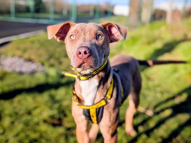 Upsy Daisy, a 2 years old female Staffordshire Bull Terrier available for adoption from Dogs Trust in Splott, Wales