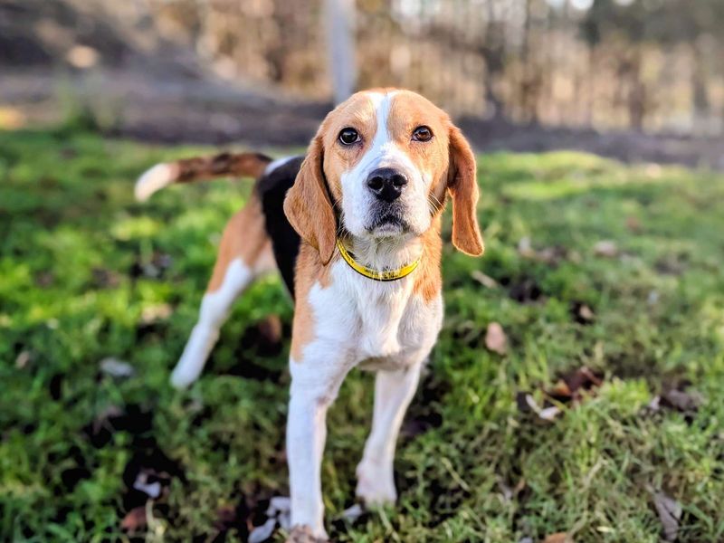 Honey - Image 3 of 5