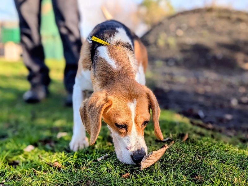 Honey - Image 5 of 5